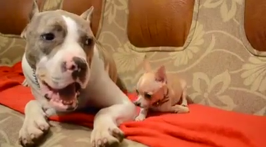 This Tiny Chihuahua Tries To Show His Brother Who’s Boss…And Hilariously Fails