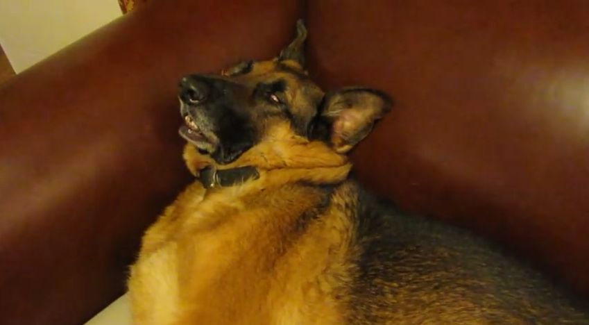 This Dog Waking Up From A Very Deep Sleep Is Basically All Of Us