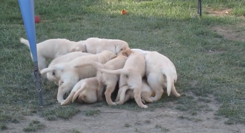 Rare Golden Retriever Swarm Caught On Camera For The First Time