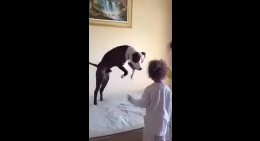 Dog Mimics Little Girls Jumping Up And Down On The Bed