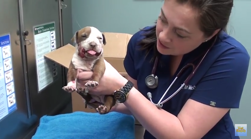 A Pit Bull Puppy With A Broken Jaw Gets Saved And Makes A Miraculous Recovery