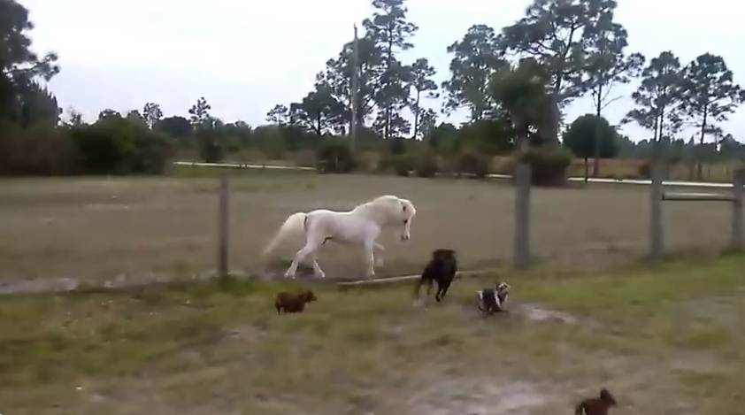 When Their 8 Dogs Approached This Mini Horse’s Fence, They Had No Idea This Would Happen