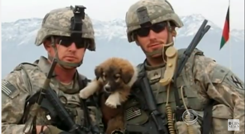 Soldier Reunites for the 1st Time With Stray Dogs Who Saved His Life in Afghanistan