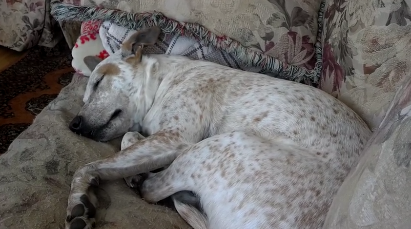 Dog Has A Fantastic Dream And Lights Up The Room With His Smiles