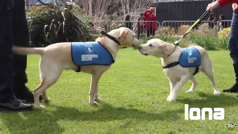 Watching These Dog Siblings Reunite After Years Apart Will Warm You To Your Core
