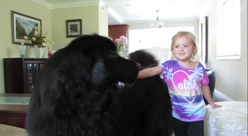 When This Little Girl Started Singing, Her Awesomely Fluffy Newfoundland Did Something Cute