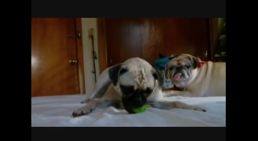When You Introduce Pugs To A Kiwi, Something Epic Happens