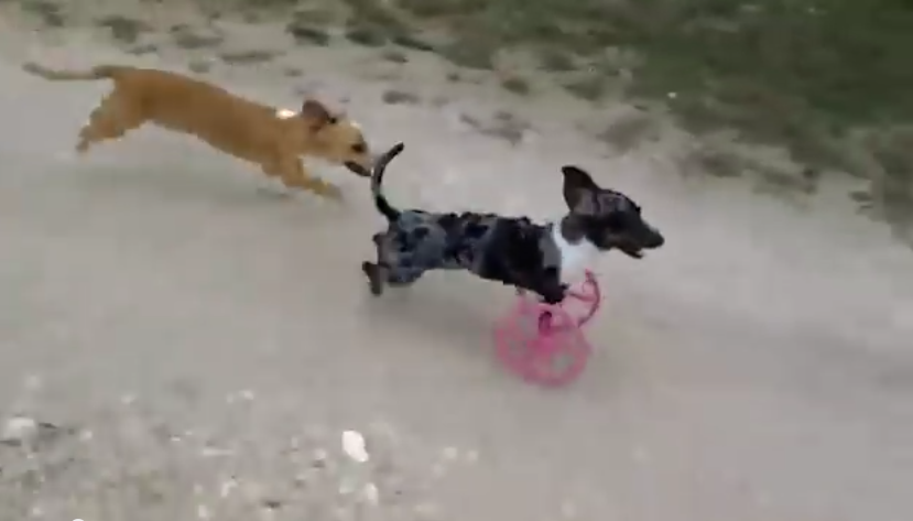 Two-Legged Weiner Dog Is Now Rolling In Style, Thanks To 3D-Printed Wheels