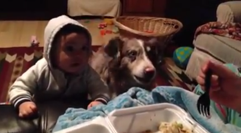 Mom Tells Baby To Say “Mama” For A Bite Of Food, But The Hungry Dog Answers “Mama” Instead!!