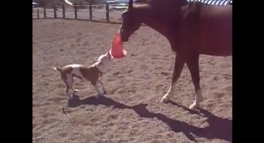 A Dog And A Horse Engage In The Cutest Game Ever