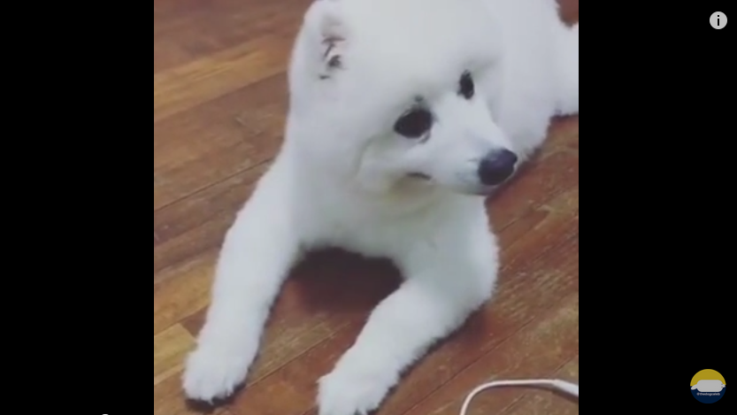 This Cute Dog Really Wants To Howl, But Totally Fails