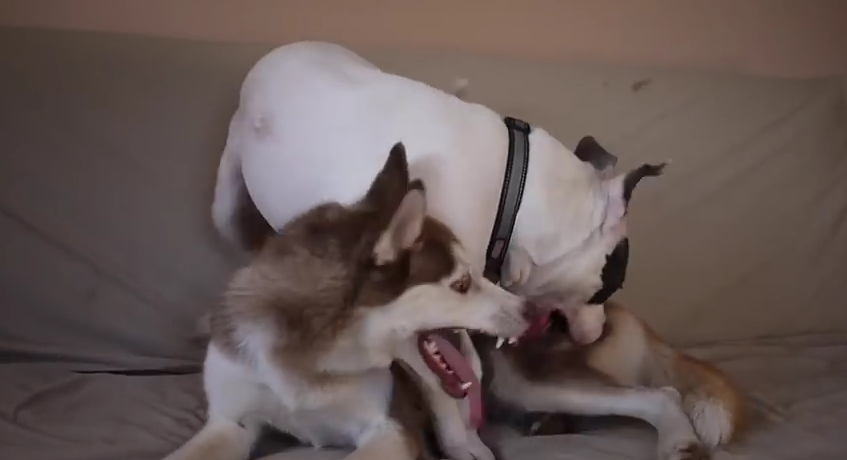 This Dog Hasn’t Seen Her Friend Since They Were Puppies. Just Watch That Door Right There…