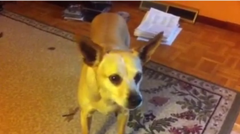 Forget Dog Treats, This Talented Little Pup Is More Interested In Your Popcorn