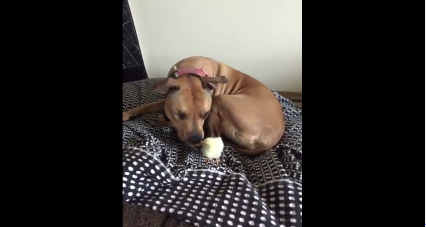 This Rescued Pit Bull Has Some Trouble Getting Over An Adorably Irrational Fear