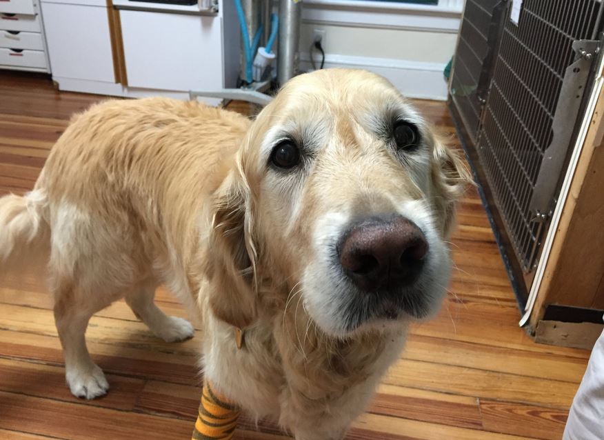 Dog Jumps in Front of Bus to Save Blind Owner’s Life