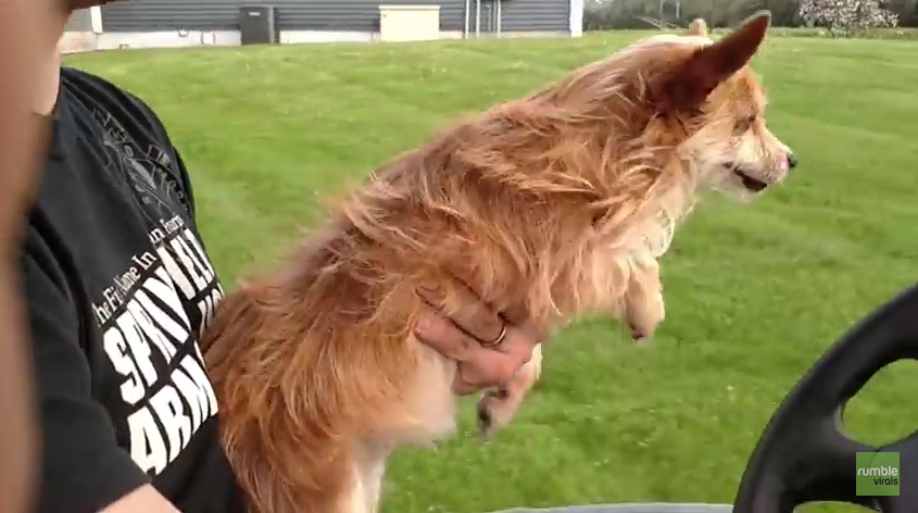This Dog’s Reaction To Riding On A Golf Cart Is Absolutely Hysterical
