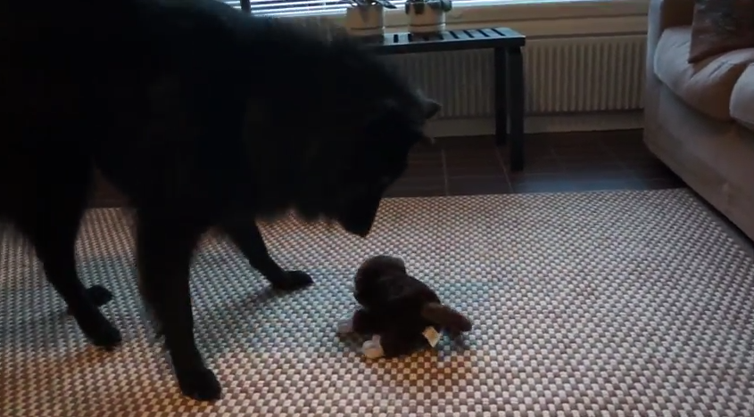 Dog Goes Berserk for Laughing Monkey Toy