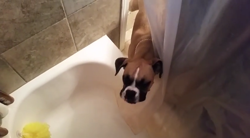 Dog Drinks Shower Water