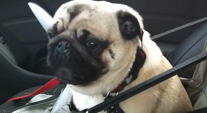 When This Pug Finds Out He’s Going To PetSmart, He LOSES HIS MIND