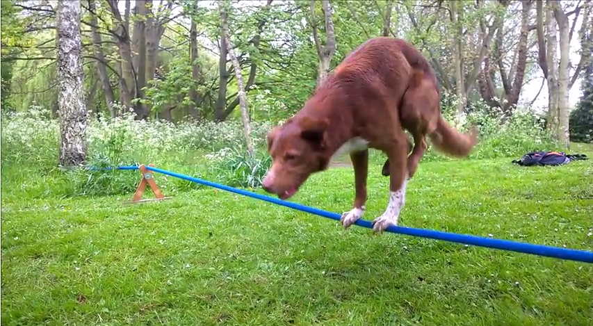 This Impressive Dog Has The Core Strength Of An Olympic Athlete