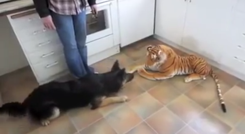 This ‘Tiger’ Is Really Giving A German Shepherd A Run For Her Money…Too Funny!