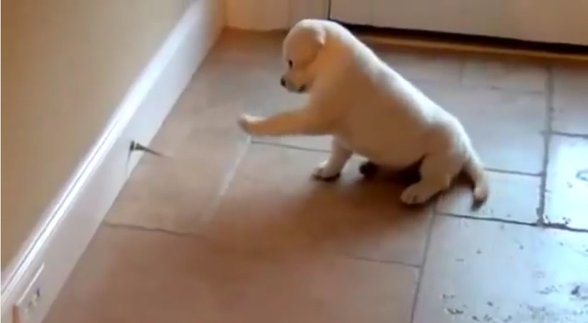 This Puppy’s War With A Doorstop Is Endlessly Adorable