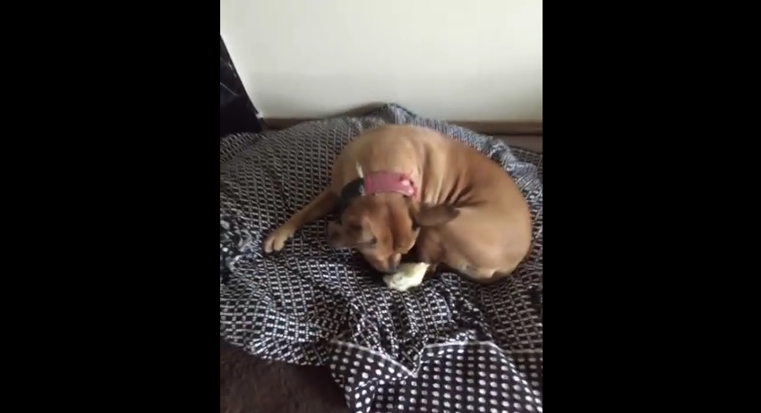 This One-Eyed Pit Bull Is Scared Of The Smallest Thing, But It’s Adorable!