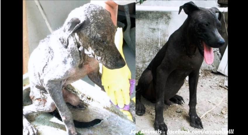 Watch The Incredible Transformation Of These Rescue Dogs