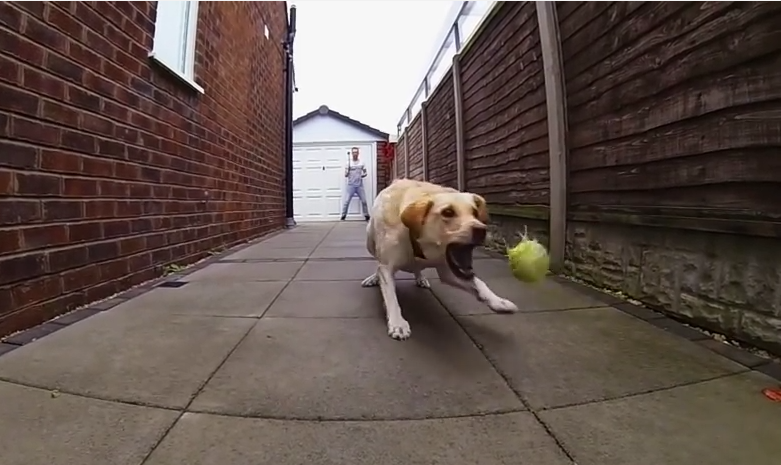 Dog Fetch Fails Captured On GoPro Camera. These Are Absolutely Hysterical!