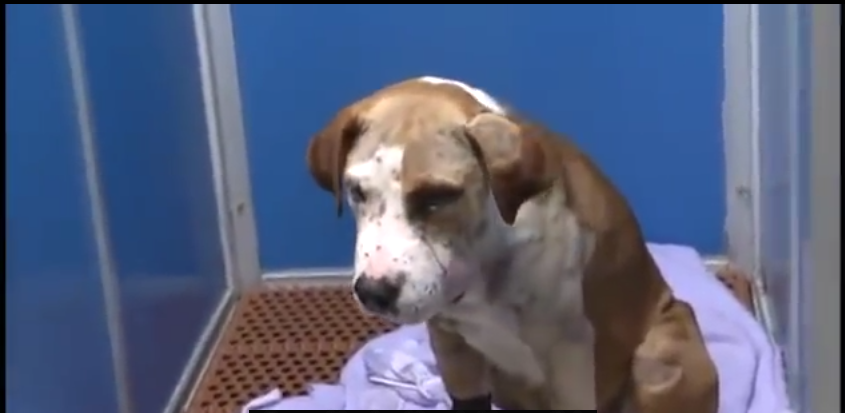 Dog Shot, Wrapped In Trash Bag, & Tied To Post To Die. Watch His Incredible Rescue!