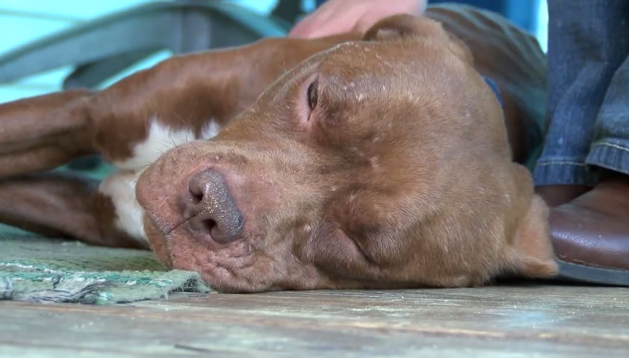 Precious Pit Bull Was Stolen From Her Family That Never Stopped Looking For Her. Get Ready For A Happy Ending!!!