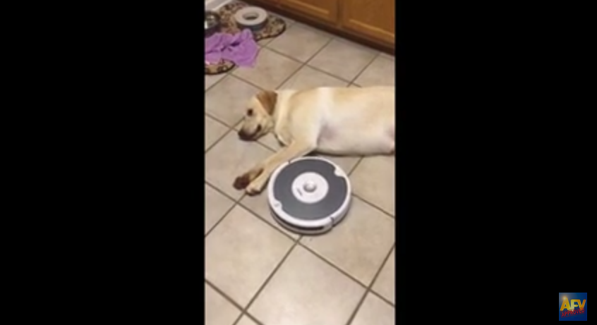 This Lazy Dog Is Certainly Not Scared Of This Vacuum Cleaner