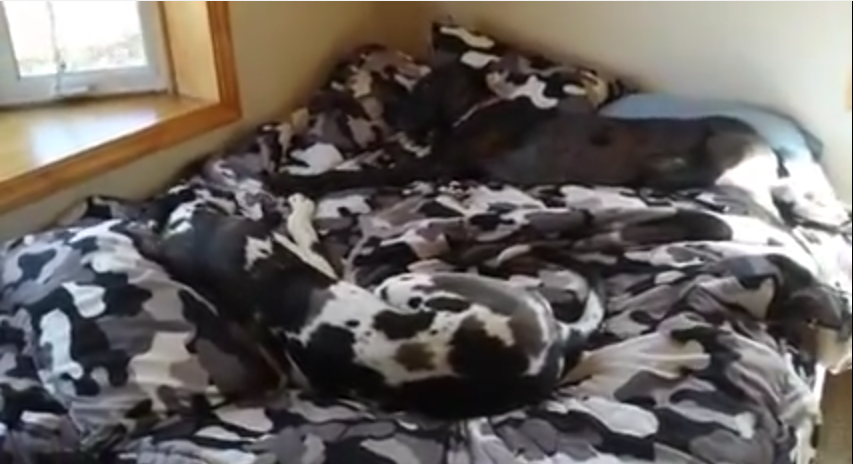 LOOK CLOSELY: See That One Dog Lying On the Bed? Yah, Well Watch This!