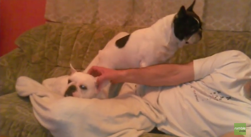 Jealous French Bulldog Demands More Attention From His Human