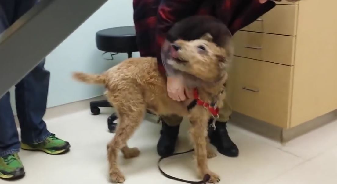 OMG! This Dog’s Reaction To Seeing His Family After Eye Surgery Is Priceless – Bring On The Happy Tears!