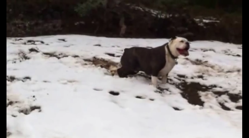 When the bulldog was taken to the snow, what he did made me dying laughing!