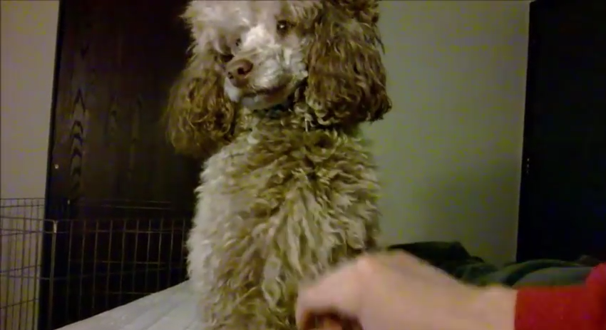 When he stopped petting the puppy, what happened next? SO HILARIOUS!