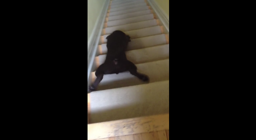 Is This The Smartest or Laziest Puppy? – Either Way, It Will Be The Cutest 10 Seconds Of Your Day!