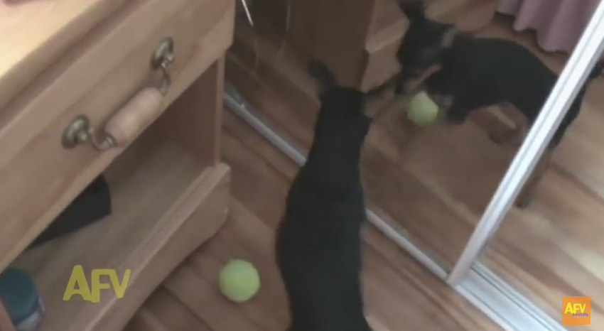 The Ball Is Right Beside Him… But This Dog Just Can’t See It!