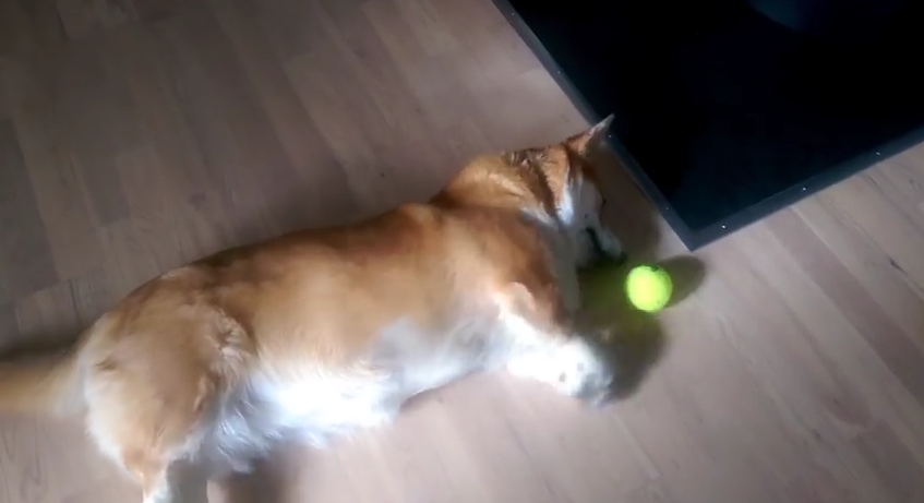 This Lazy Corgi Really Wants To Play With His Ball, But Can’t Quiiite Reach It