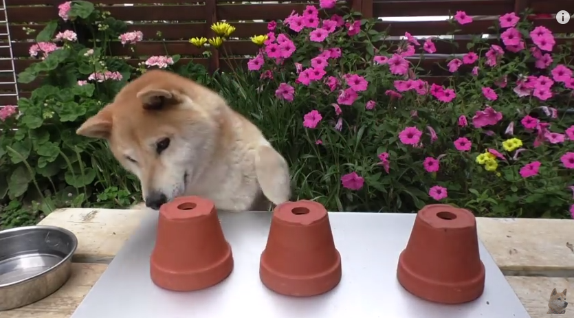 Can This Dog Guess Where The Treat Is Hidden? You Will Be Surprised!