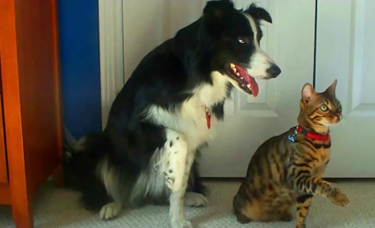 Cats Vs. Dogs! Find Out Who Does The Best Tricks!