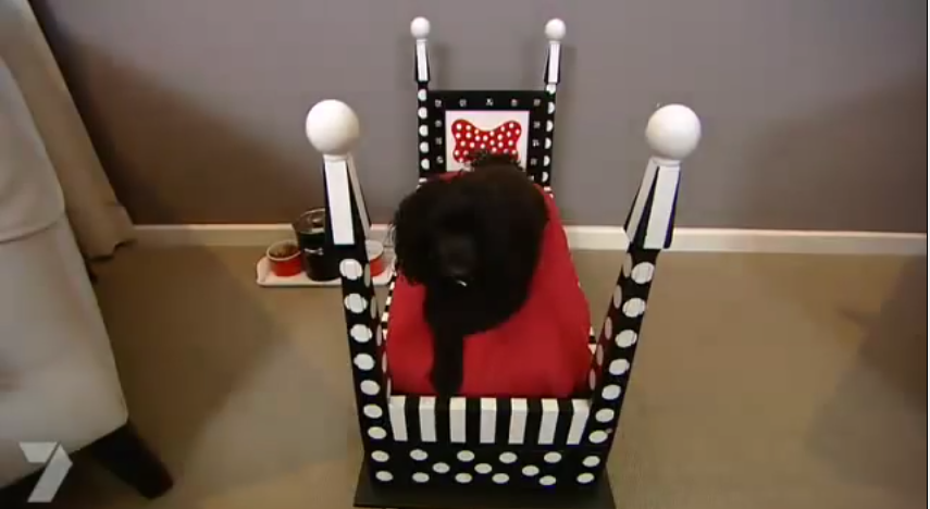 You HAVE To See This Awesome DIY Pet Bed – We Want One!