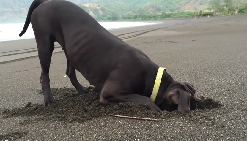 What This Dog Loves To Dig For At The Beach Is Bizarrely Cute