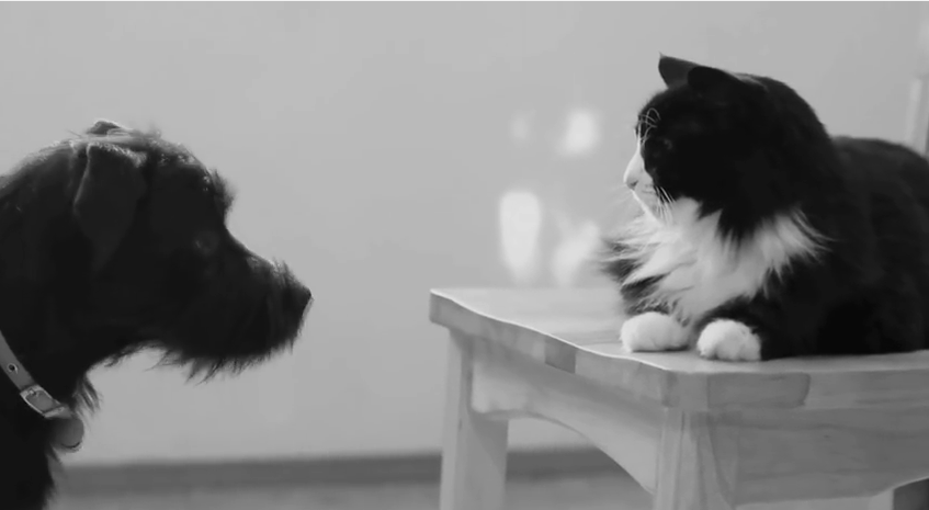 Watch “Reigning Cat, and Dog” By HenriLeChatNoir