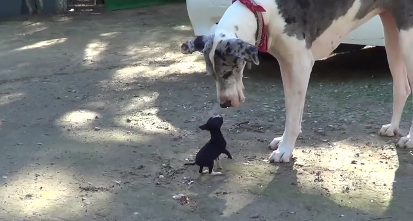 This HUGE Great Dane Is Completely Mesmerized By This Tiny Puppy