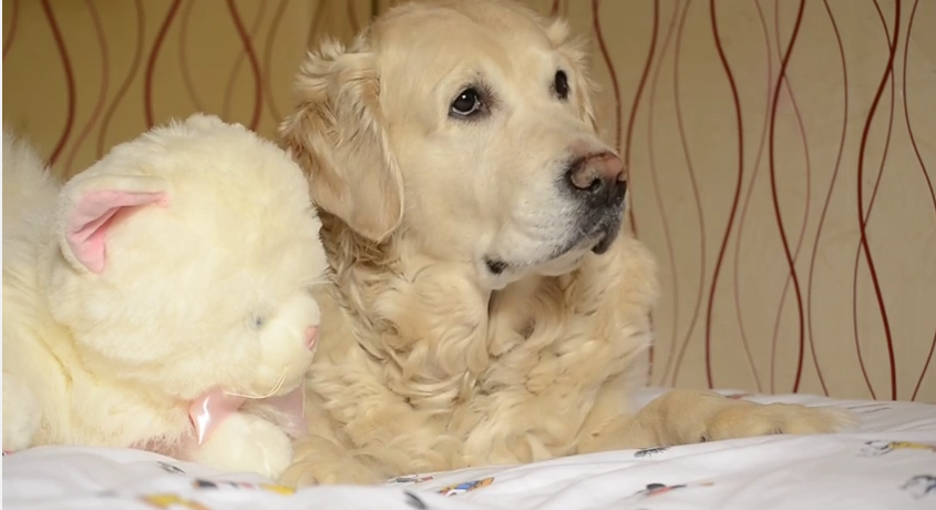 This Dog Was Chilling On The Couch Until Something Gave Him This Hilarious Reaction