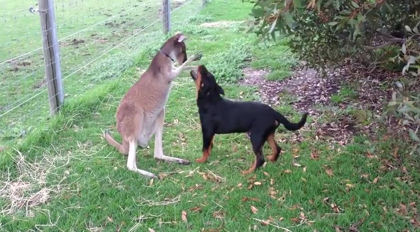 This Kangaroo-Rottweiler Roughhousing Match Is Adorable Beyond Belief