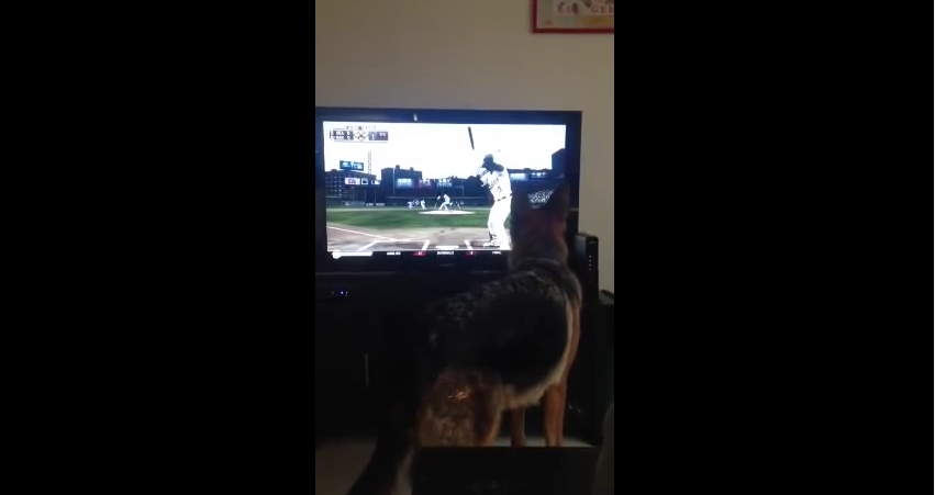 German Shepherd Tries to Play Video Game with Humans