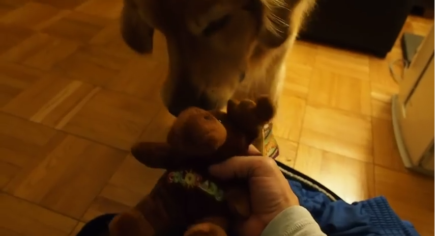 This Golden Does The Same Hilarious Thing Every Time Mom Or Dad Comes Home…LOL